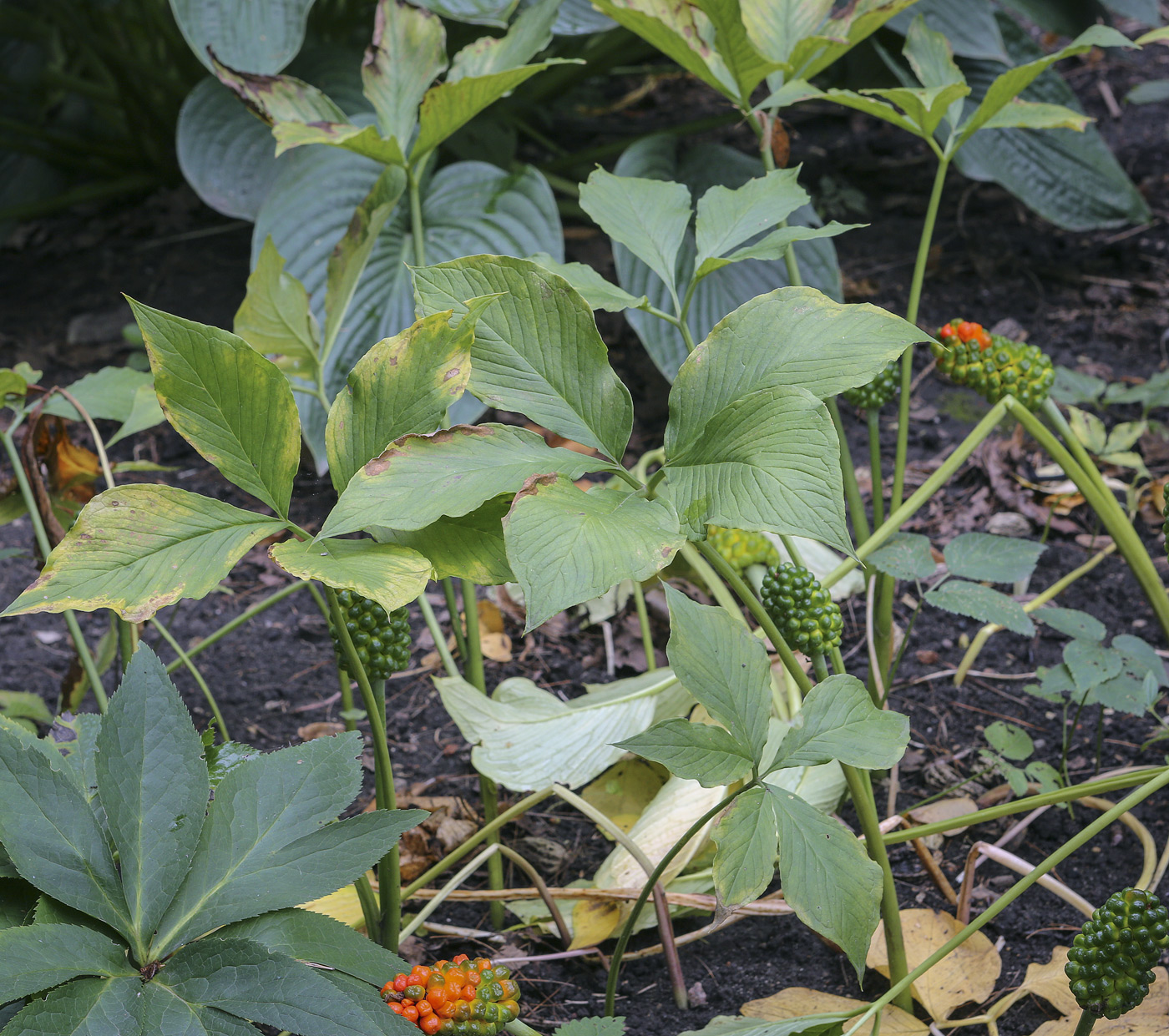 Image of Arisaema amurense specimen.