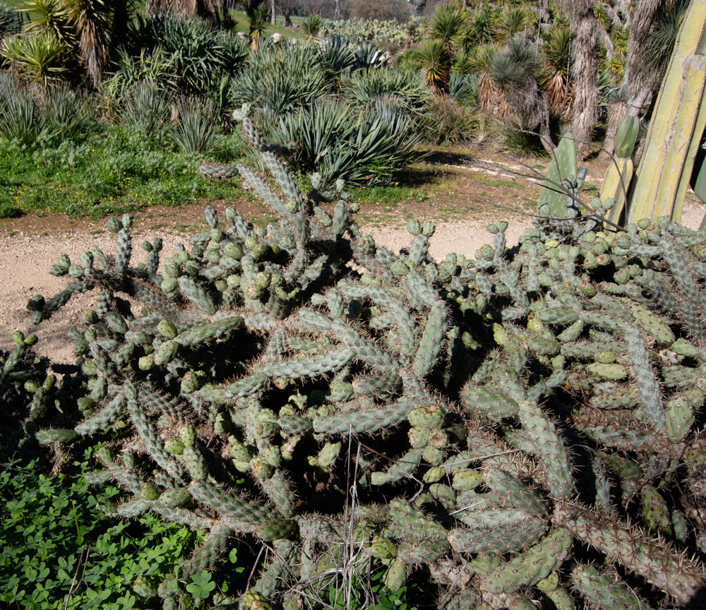 Изображение особи Cylindropuntia cholla.