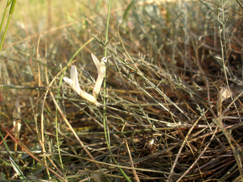 Изображение особи Astragalus ucrainicus.