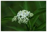 Sambucus ebulus. Соцветие. Республика Абхазия, окр. Нового Афона. 20.08.2009.