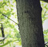 Image of taxon representative. Author is Игорь Павлов
