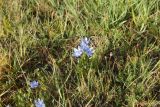 Lomatogonium rotatum