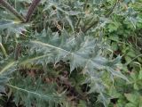 Cirsium balkharicum