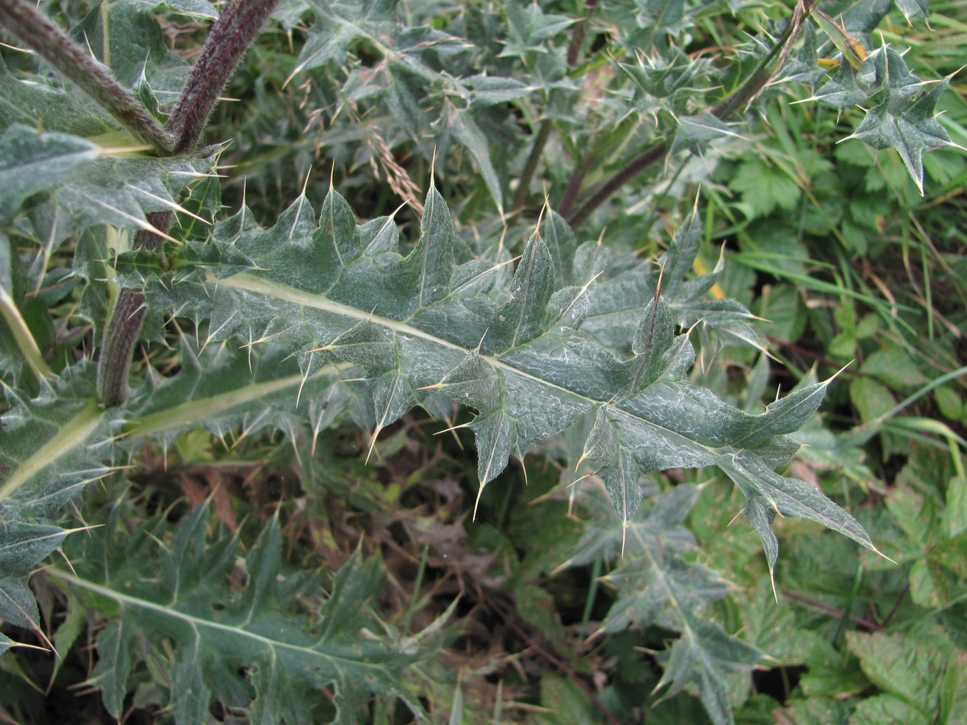 Изображение особи Cirsium balkharicum.