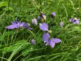 Aquilegia parviflora