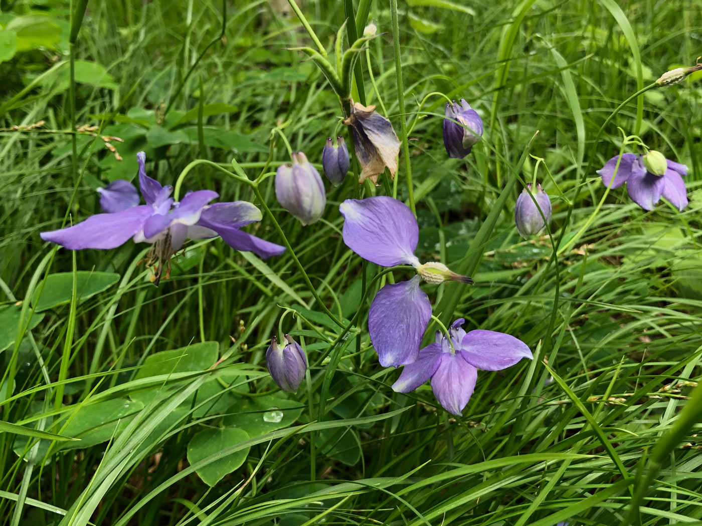 Image of Aquilegia parviflora specimen.