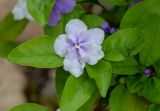 Brunfelsia pauciflora