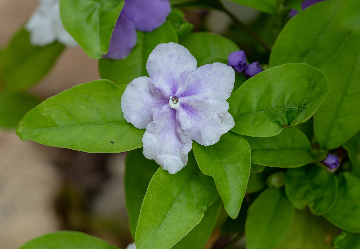 Изображение особи Brunfelsia pauciflora.