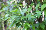 Calycanthus floridus. Верхушка веточки. Абхазия, г. Сухум, Сухумский ботанический сад. 14.05.2021.