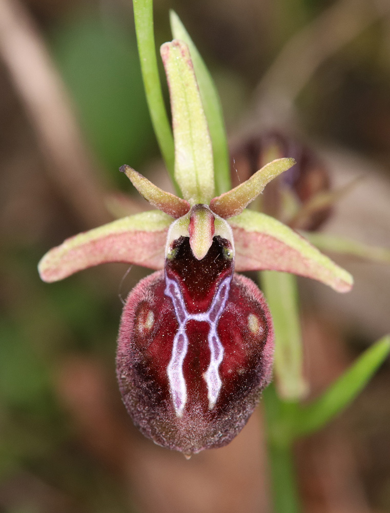 Image of Ophrys mammosa specimen.