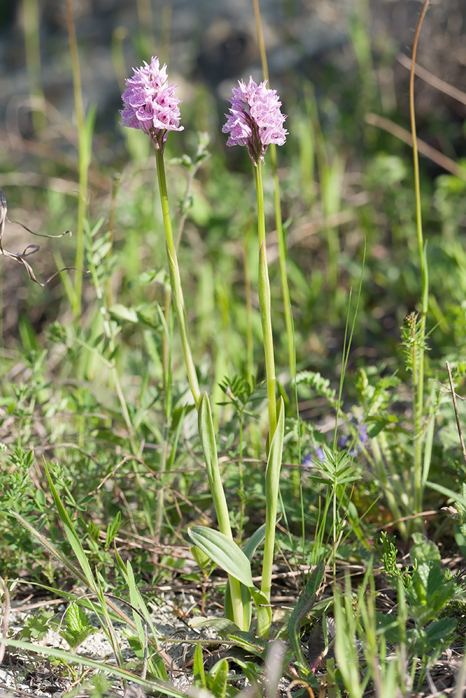 Изображение особи Neotinea tridentata.