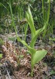 Cypripedium calceolus