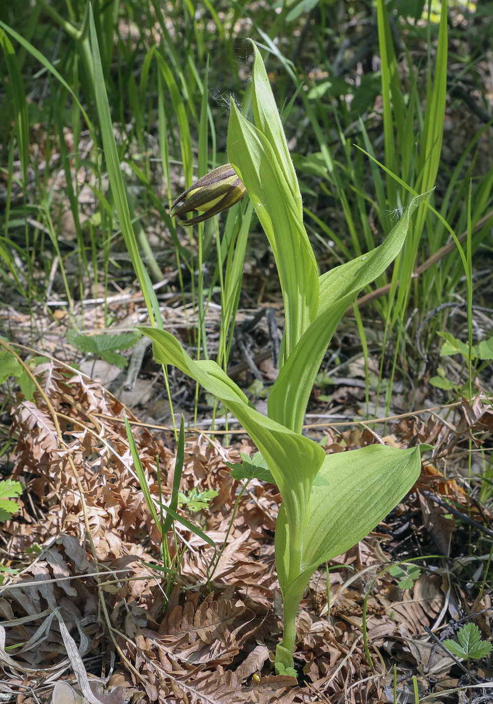 Image of Cypripedium calceolus specimen.