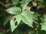 Euonymus verrucosus. Цветки и листья. Марий Эл, Волжский р-н, парк \"Марий Чодра\", берег озера Кичиер, лес. 19.06.2022.