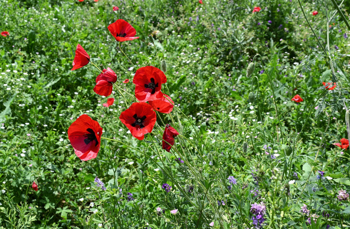 Изображение особи Papaver macrostomum.