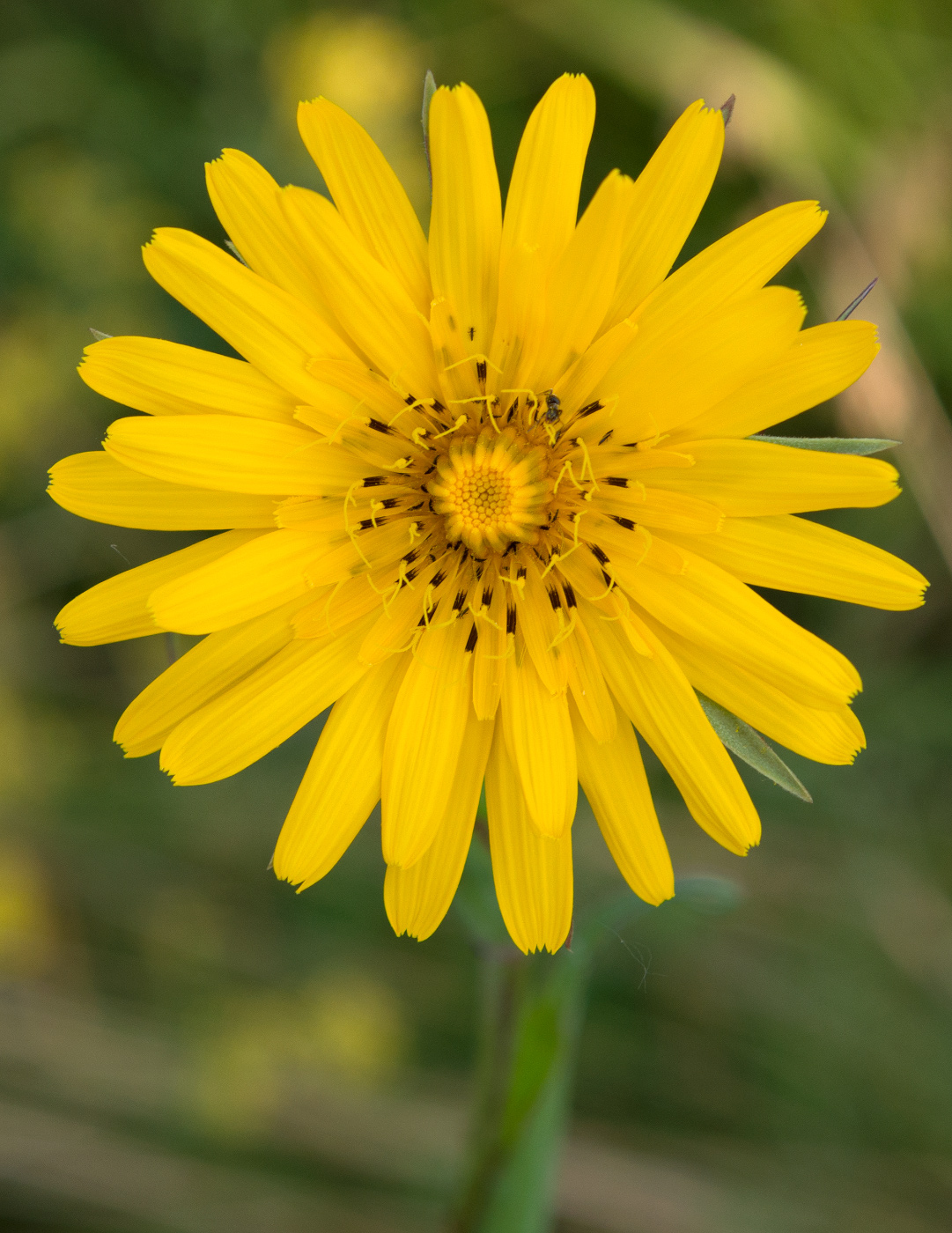 Изображение особи Tragopogon pratensis.