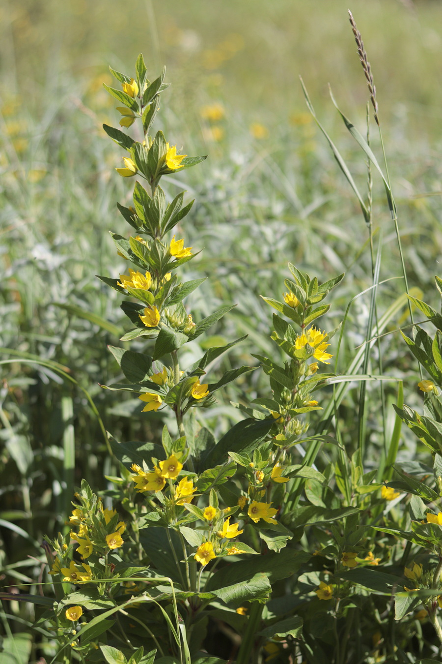 Изображение особи Lysimachia verticillaris.