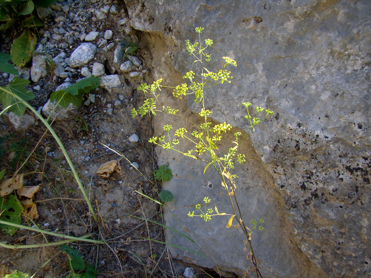 Image of Korshinskia olgae specimen.