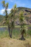 Cordyline australis. Вегетирующее растение. Новая Зеландия, Северный остров, р-н Окленд, национальный парк \"Waitakere Ranges\". 14.12.2013.
