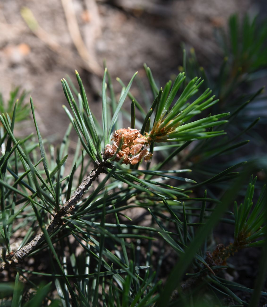 Image of Pinus sylvestris ssp. hamata specimen.