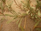Limonium suffruticosum. Побеги. Казахстан, Кызылординская область, Казалинский район. 17 июля 2010 г.