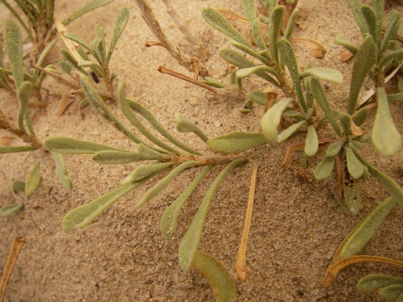 Image of Limonium suffruticosum specimen.