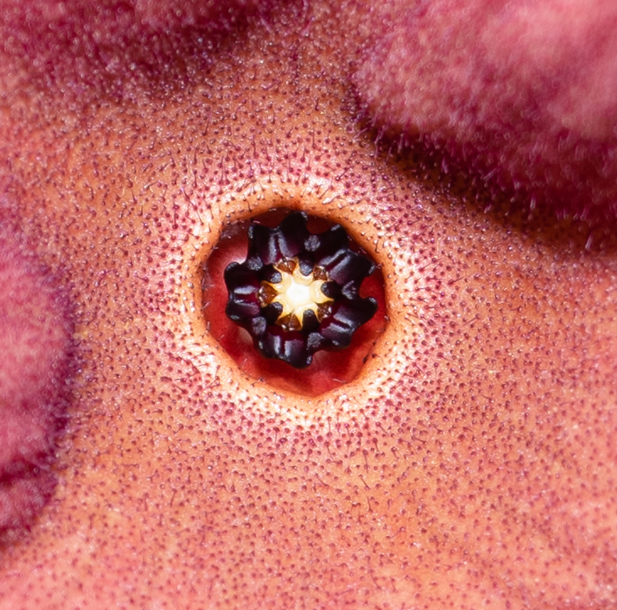 Image of Hoodia gordonii specimen.