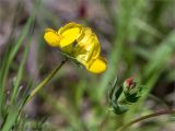 genus Lotus. Верхушки побегов с соцветиями. Ленинградская обл., Кингисеппский р-н, Кургальский п-ов, берег оз. Липовское, разнотравно-злаковый луг. 30.05.2021.