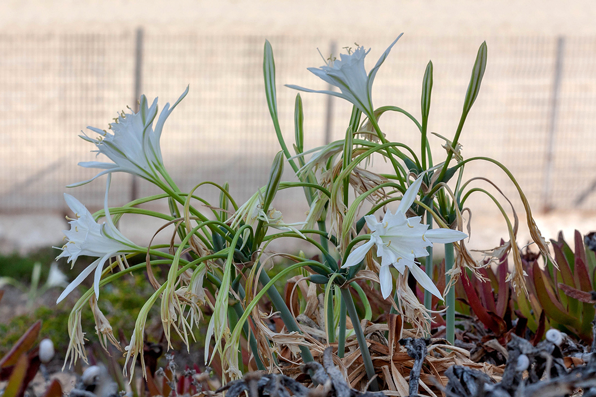 Image of Pancratium maritimum specimen.