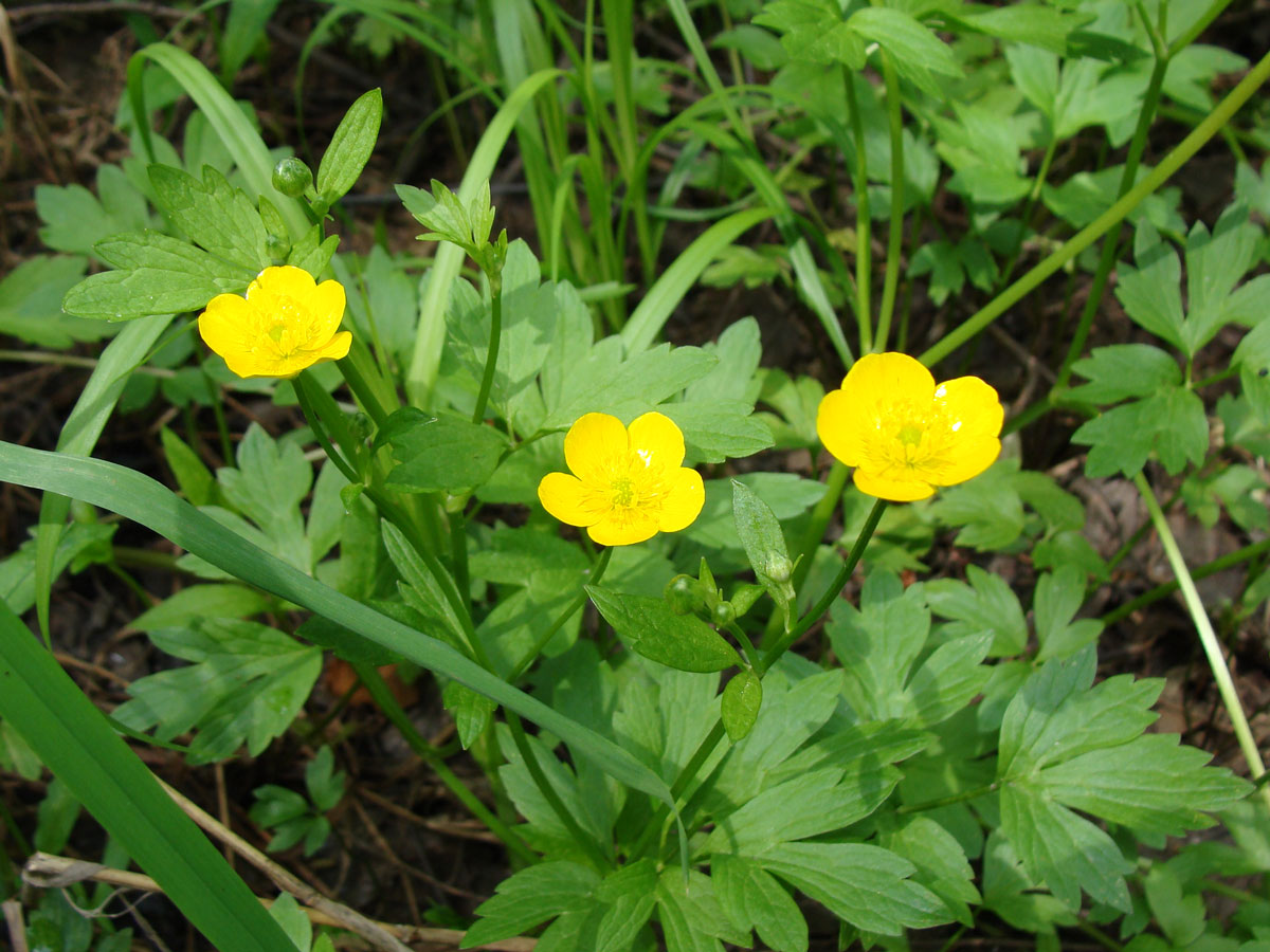 Изображение особи Ranunculus japonicus.