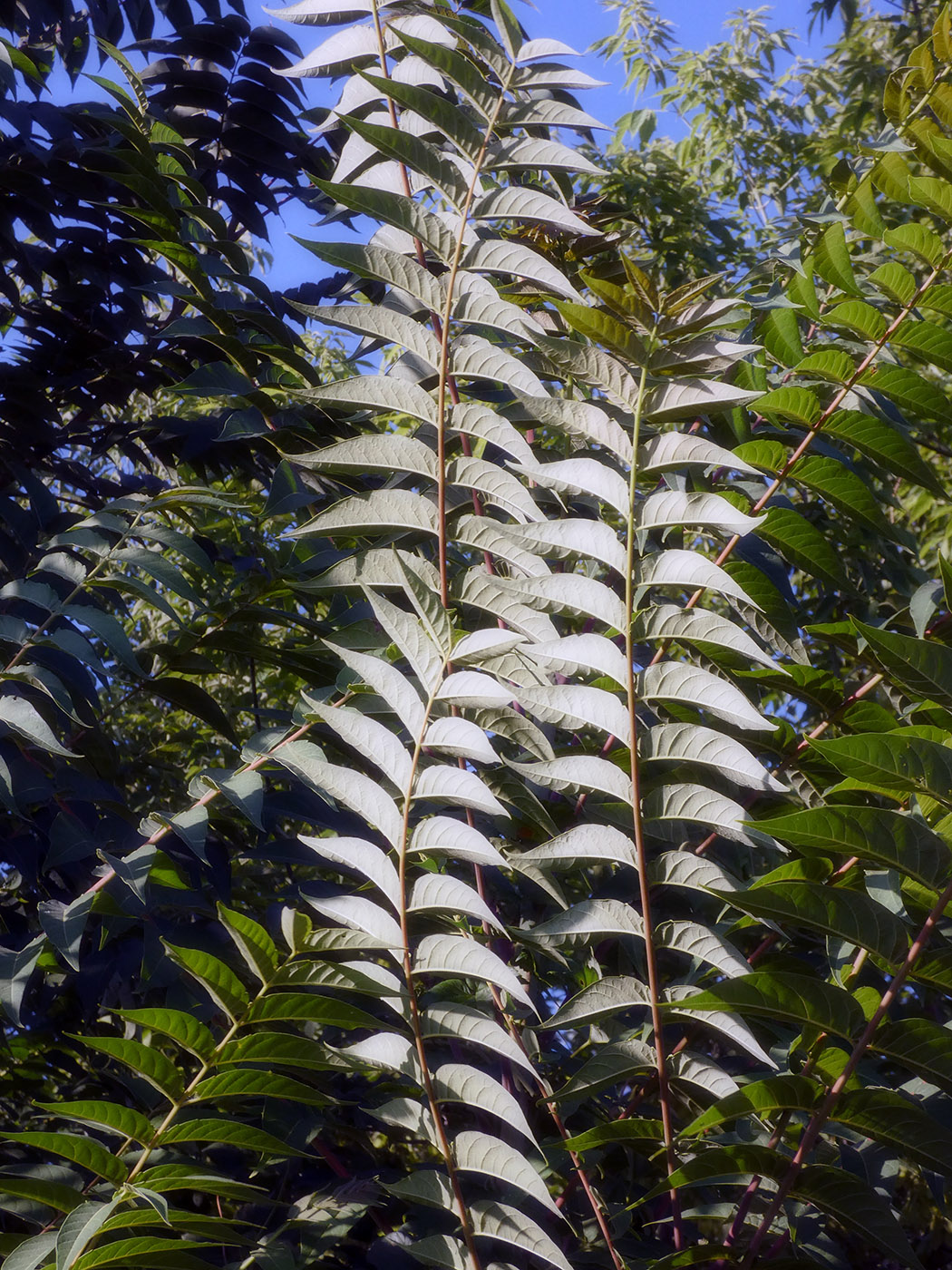 Изображение особи Ailanthus altissima.