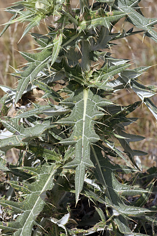 Изображение особи Cirsium turkestanicum.