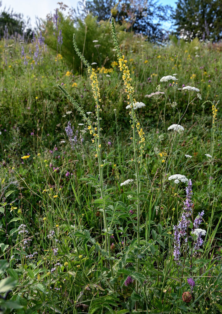 Image of Agrimonia asiatica specimen.