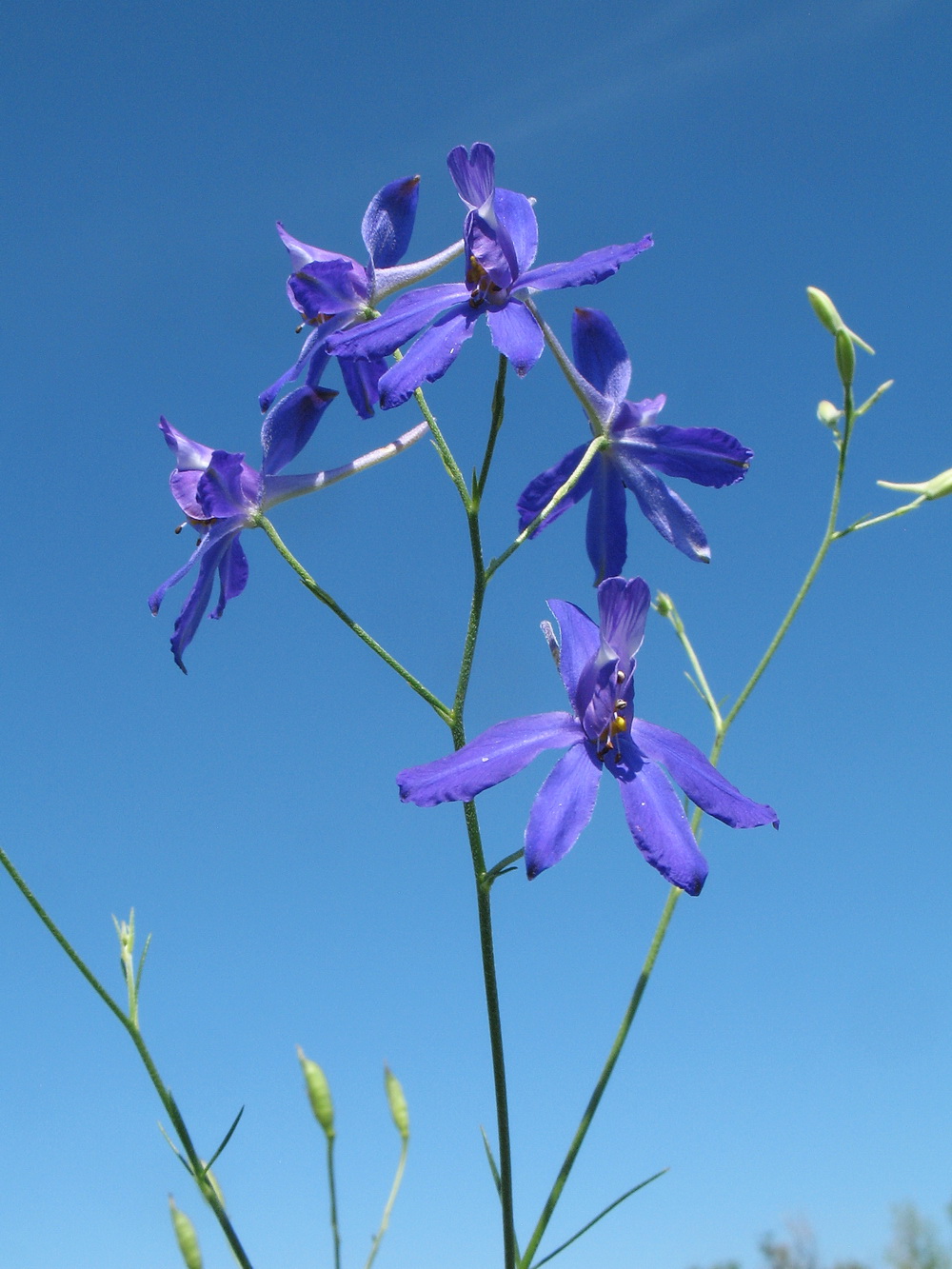 Image of Delphinium consolida specimen.