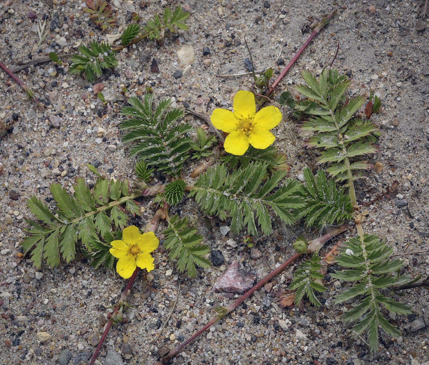 Image of Potentilla anserina specimen.