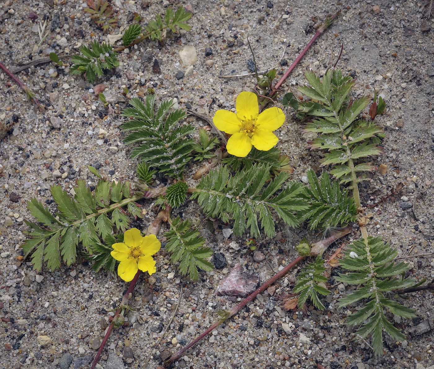 Изображение особи Potentilla anserina.