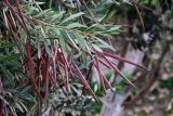 Nerium oleander