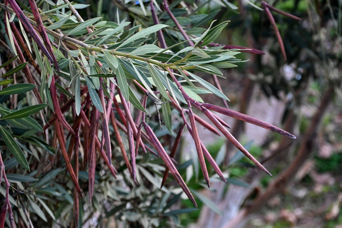 Image of Nerium oleander specimen.