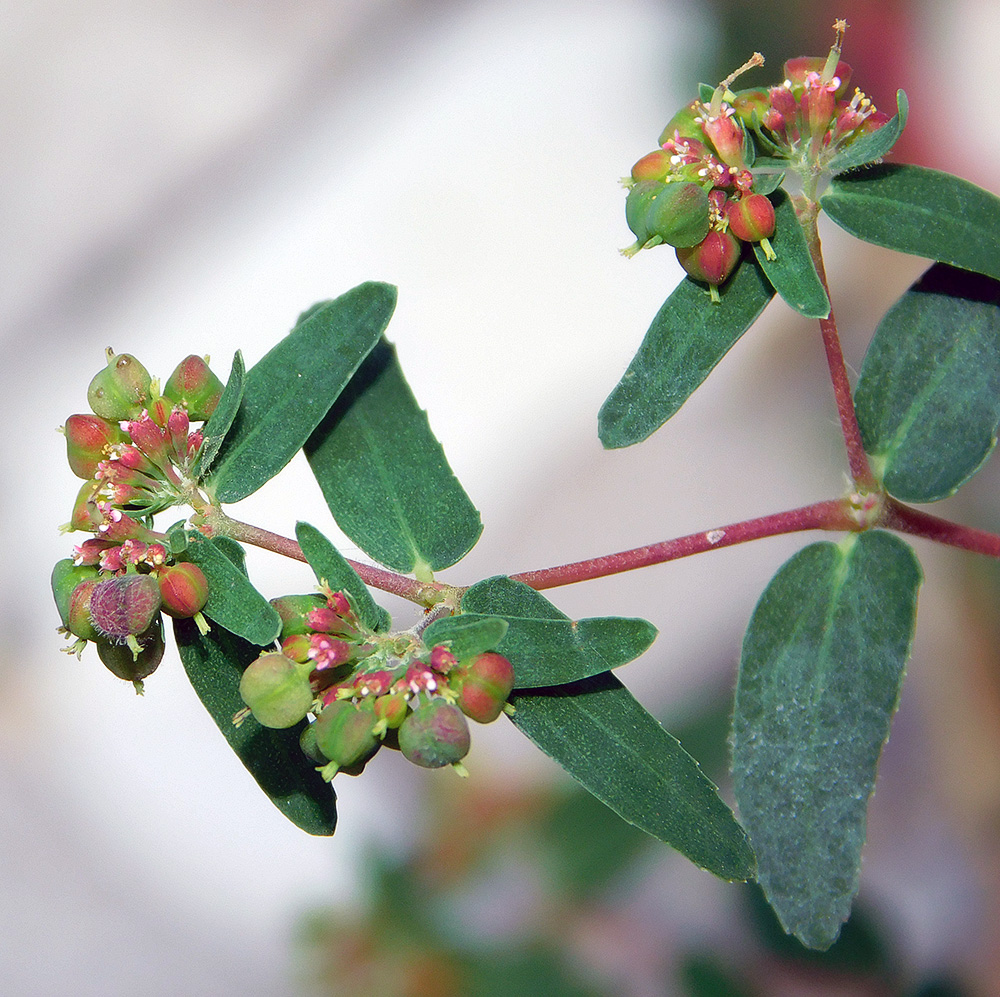 Изображение особи Euphorbia nutans.