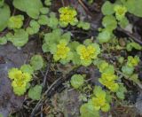 Chrysosplenium alternifolium. Цветущие растения. Пермский край, Оханский р-н, Тулумбаихинское сельское поселение, Кунчурихинский бор, пойма ручья, смешанный лес. 01.05.2022.