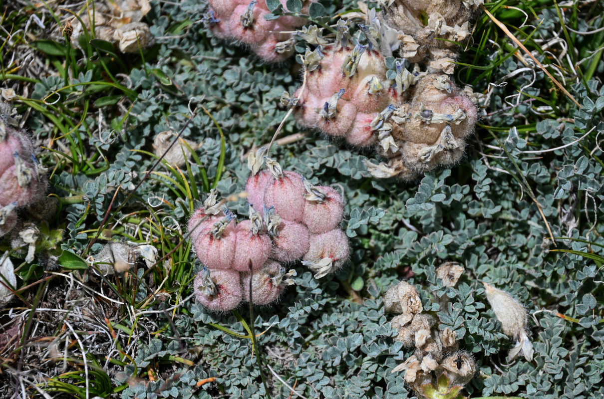 Image of Astragalus nivalis specimen.