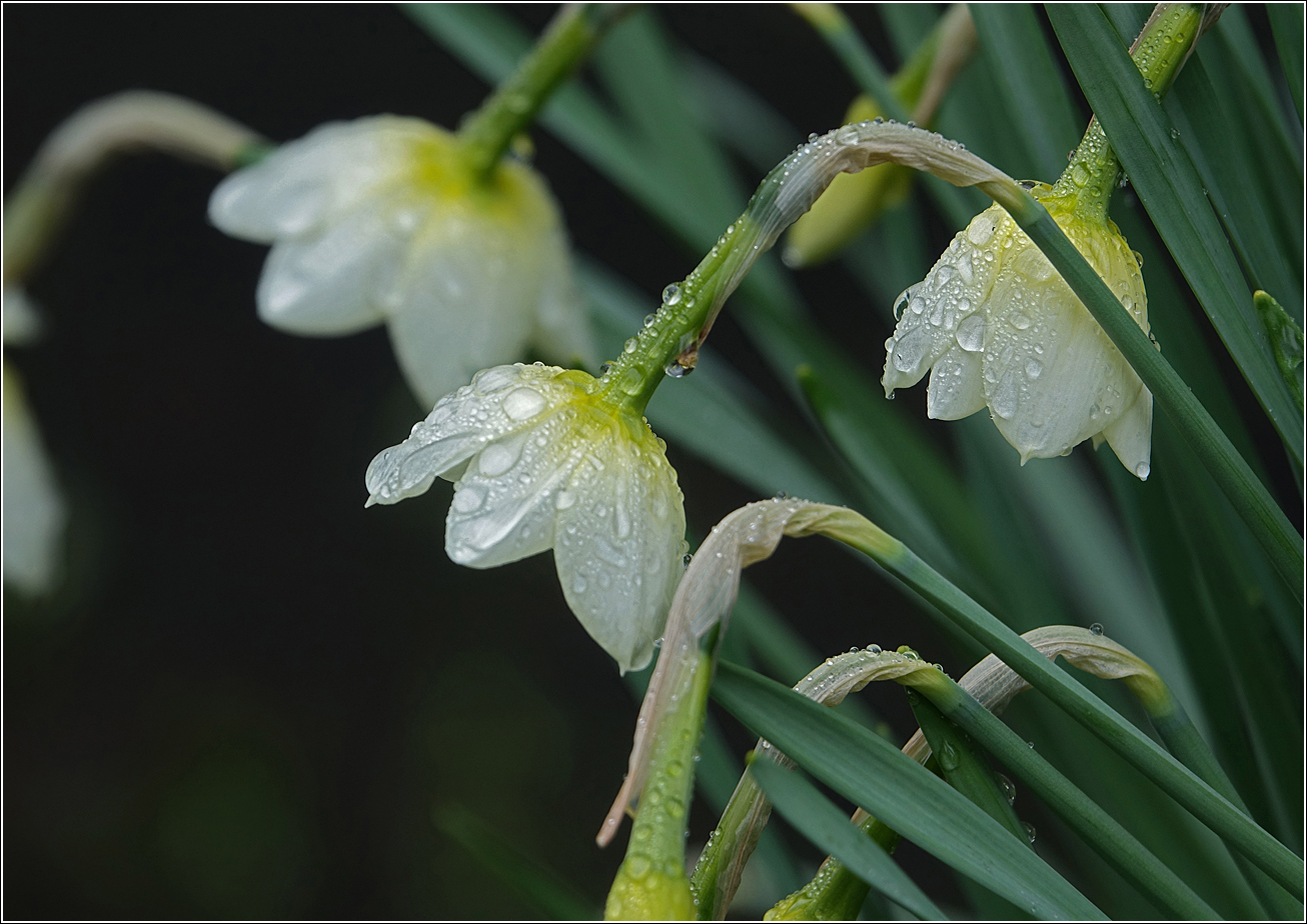 Изображение особи род Narcissus.