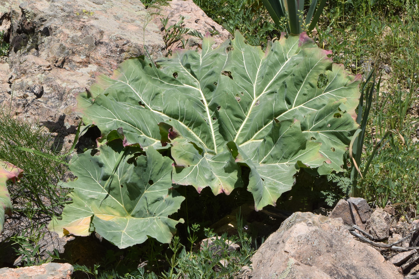 Image of Megacarpaea orbiculata specimen.