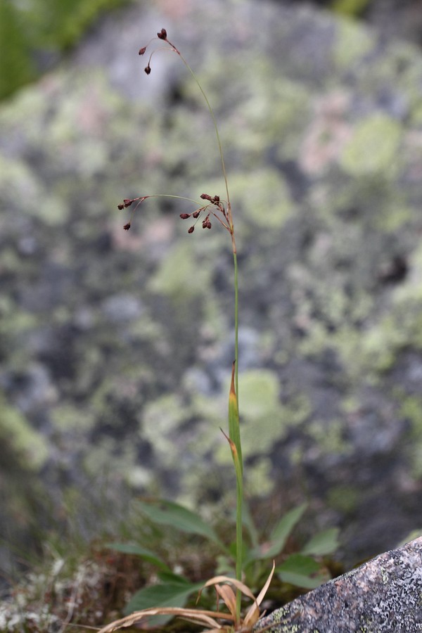 Image of Luzula parviflora specimen.