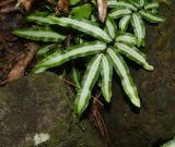 Pteris cretica. Вайи. Чили, обл. Valparaiso, провинция Isla de Pascua, г. Hanga Roa, ботанический сад, берег искусственного водема. 06.03.2023.