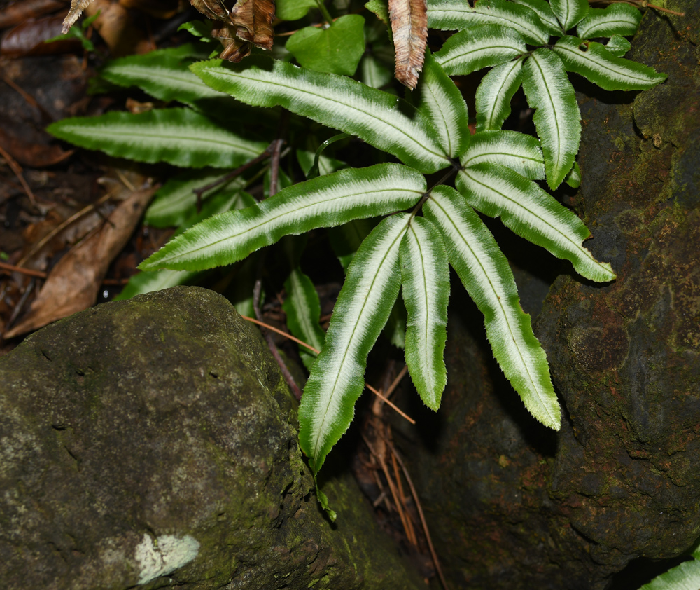 Image of Pteris cretica specimen.