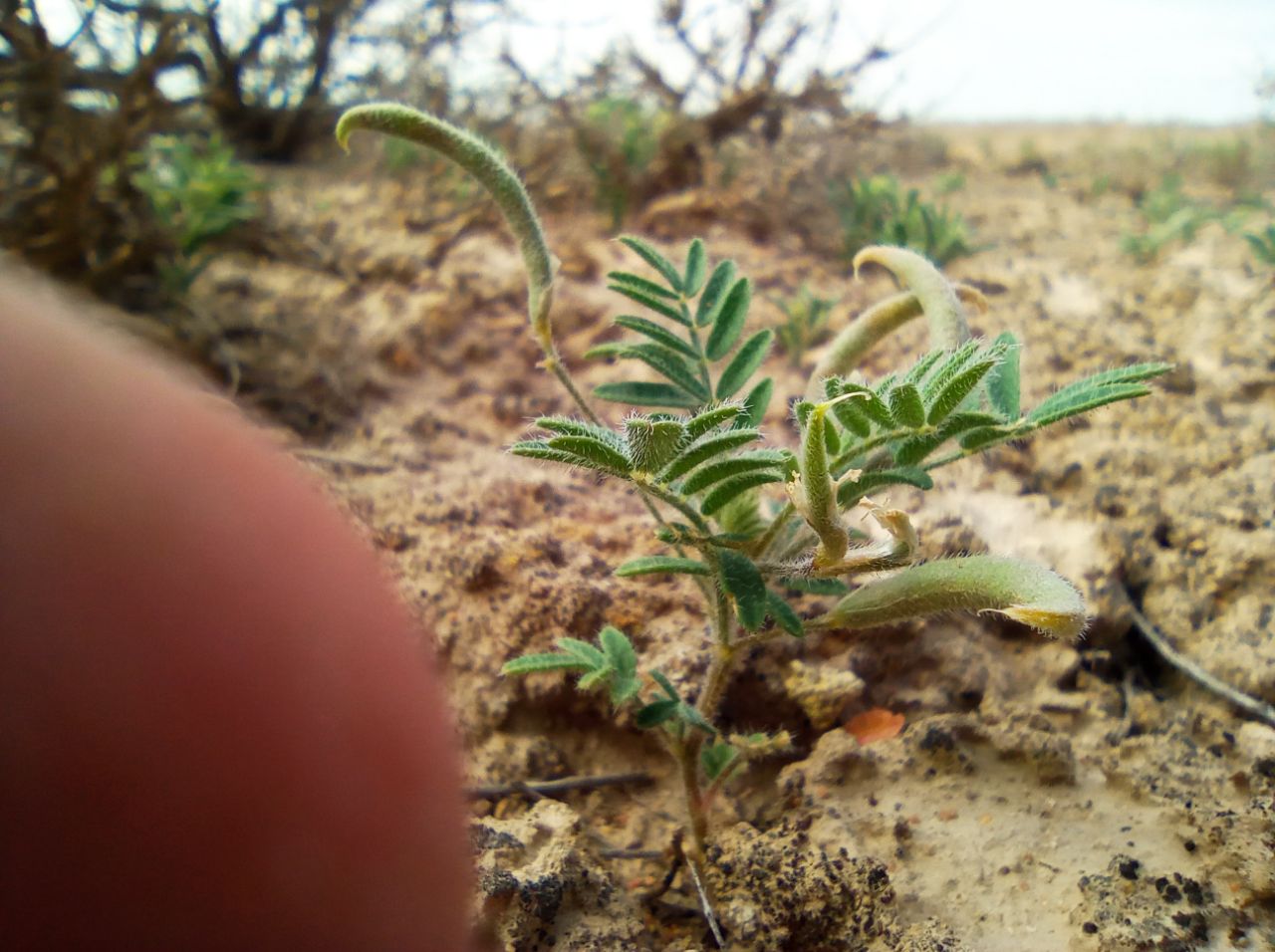 Изображение особи Astragalus commixtus.