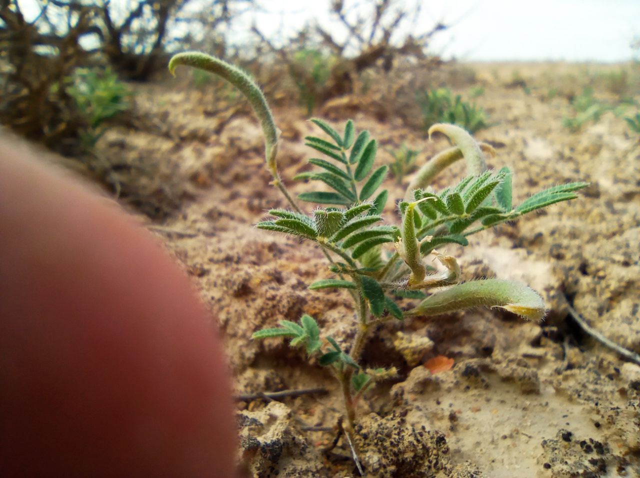 Image of Astragalus commixtus specimen.