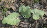 Arctium tomentosum