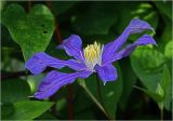 Clematis × jackmanii. Цветок (шестилепестковый). Московская обл., Раменский р-н, окр. дер. Хрипань, садовый участок. 02.09.2023.